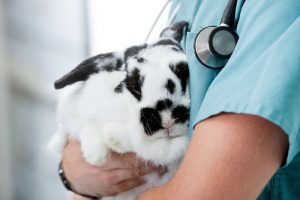 Exotic Pet Care in Fargo, ND | Valley Veterinary Hospital