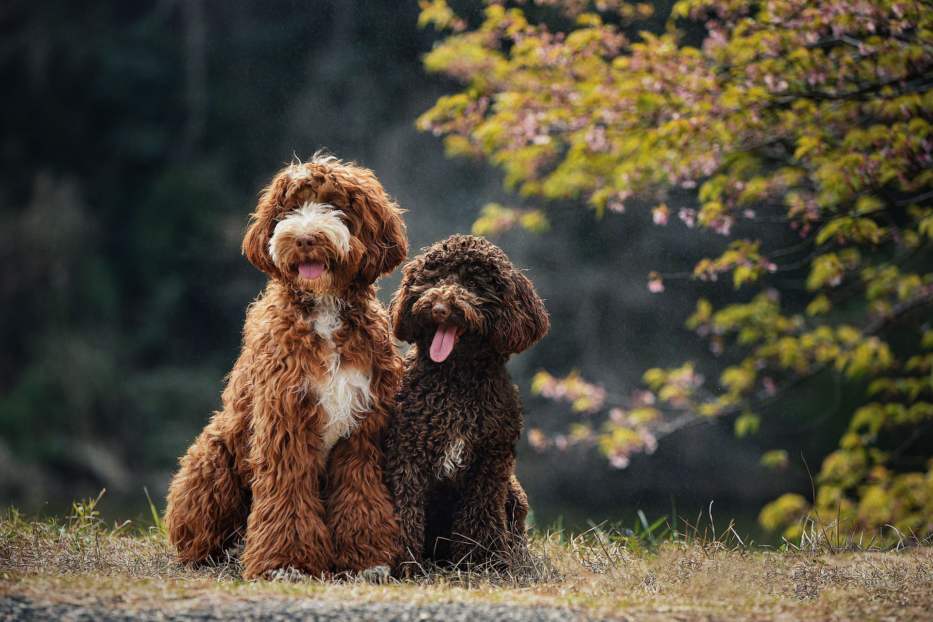 Veterinarian in Fargo, ND